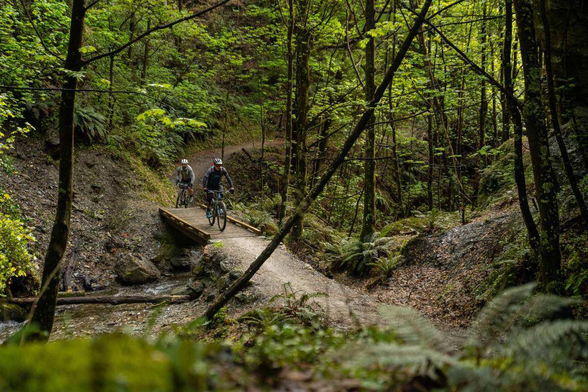 Forest Canopy Trail