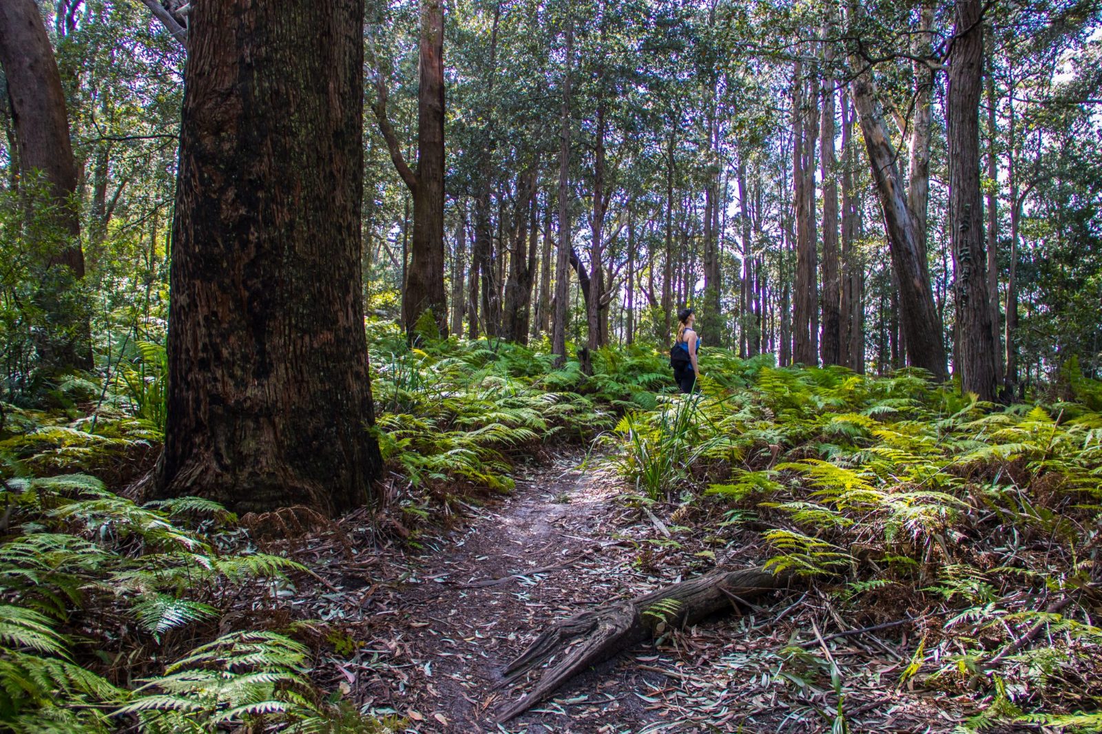 Bush Trails