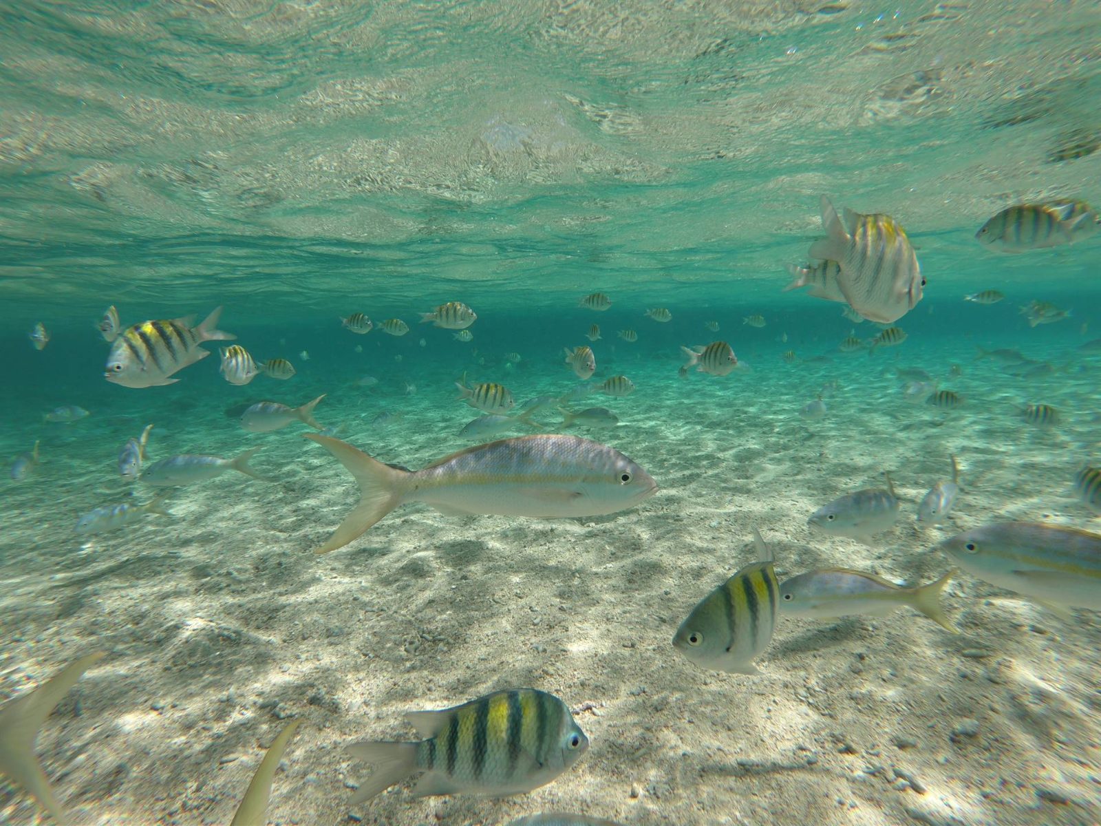 Coral Reef Gardens