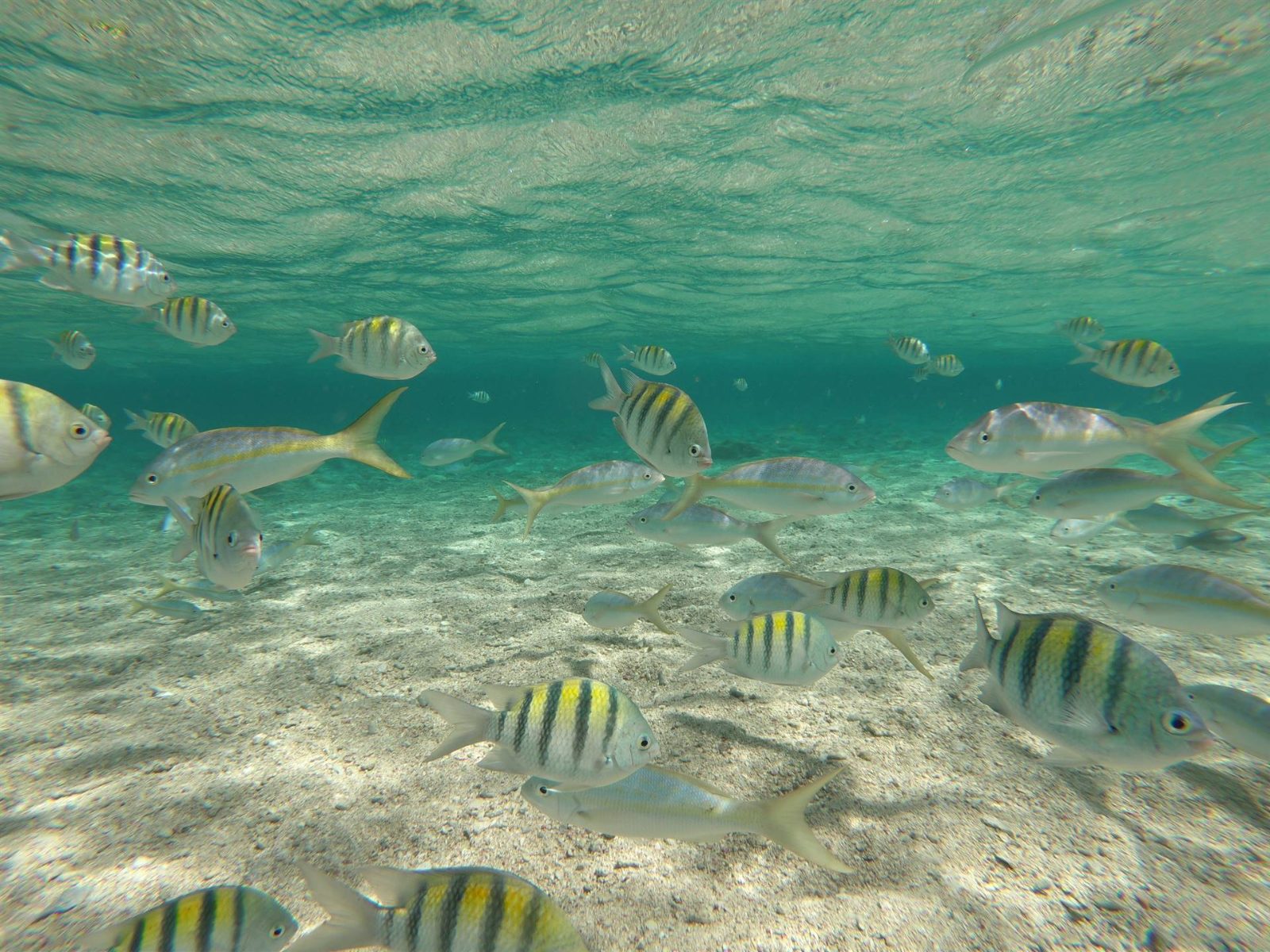 Marine Biodiversity Zone