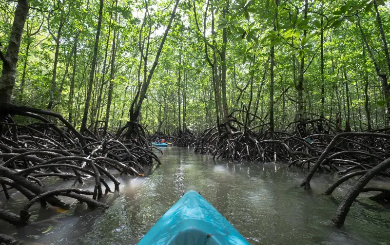 Mangrove Forests
