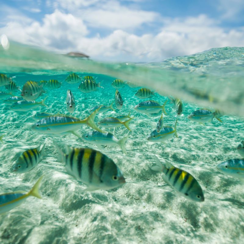 The Infinity Reef