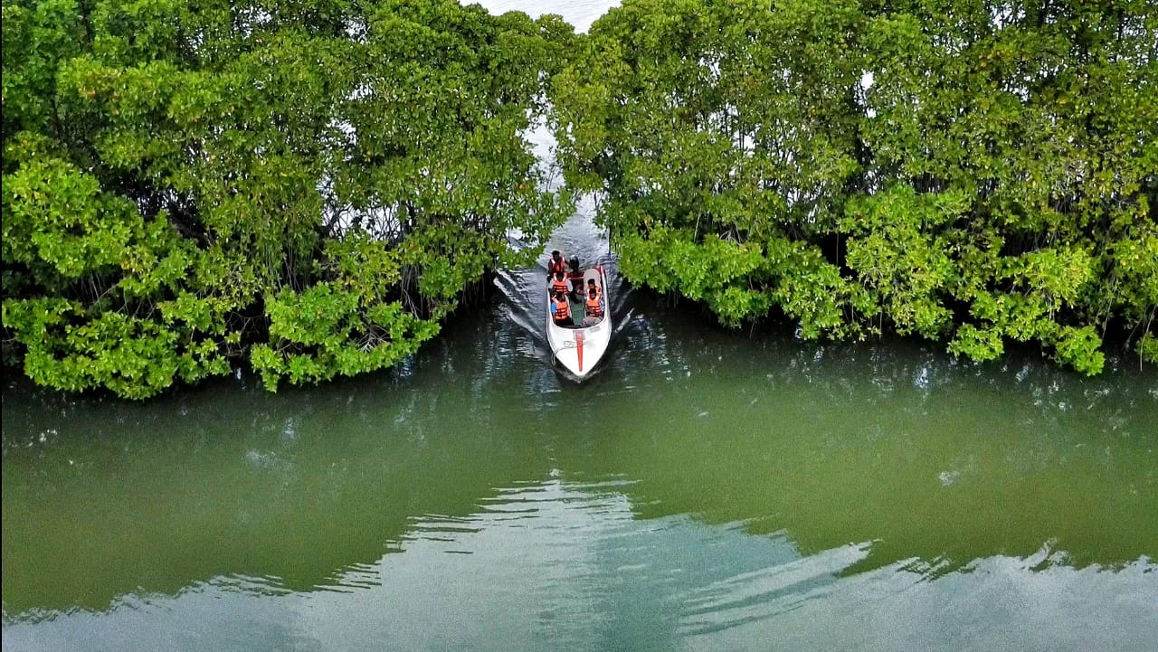 Mangrove Waterway