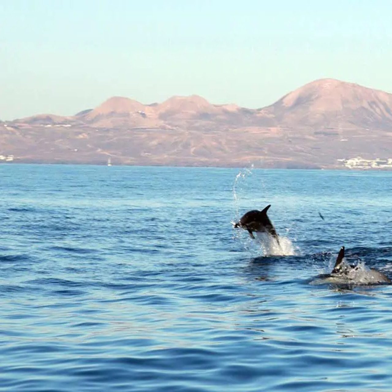 Puerto Del Carmen Dolphin Boat Trip