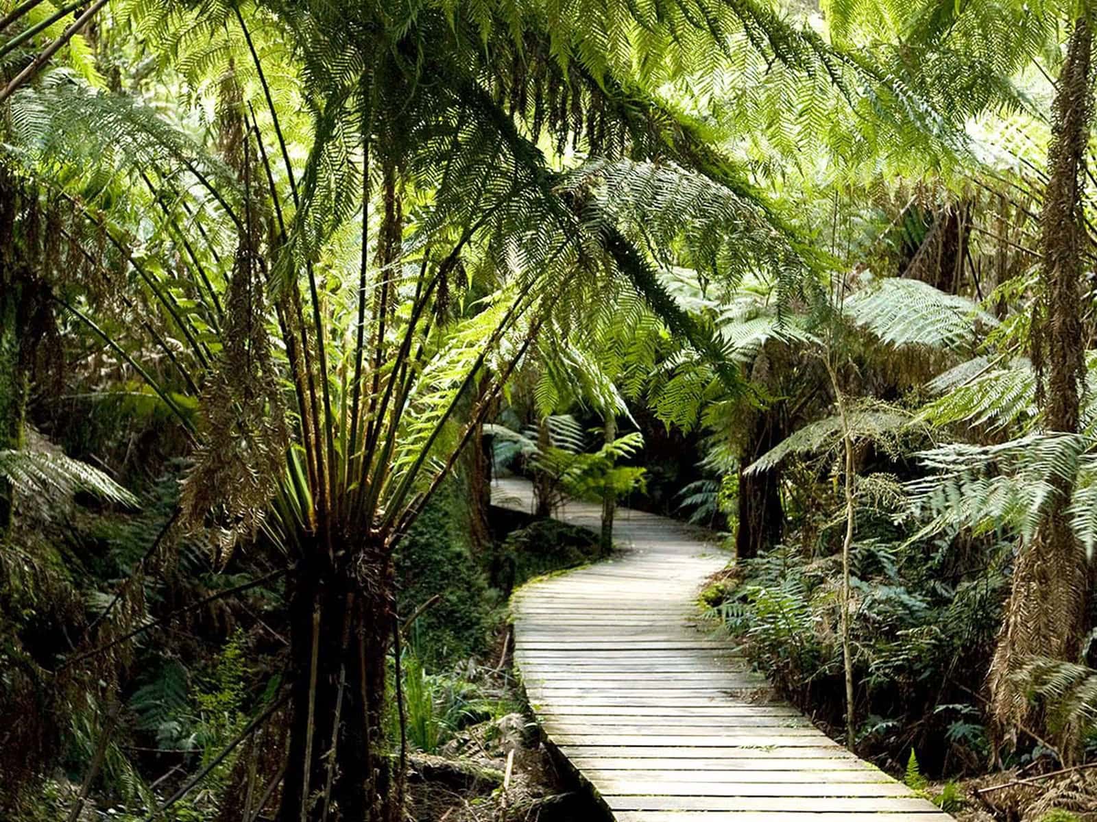 Rainforest Boardwalk