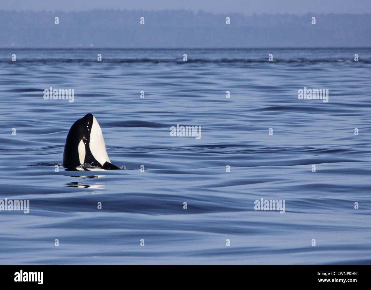 Wildlife Spotting and Hydrophone Listening