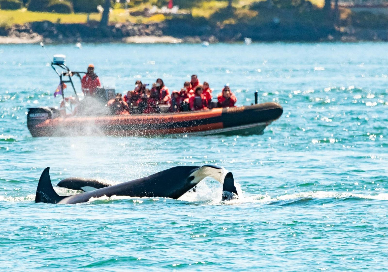 Vancouver Whale Watching