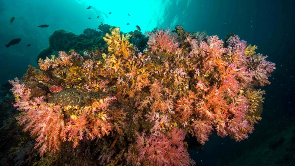 Southern Reef Shelves