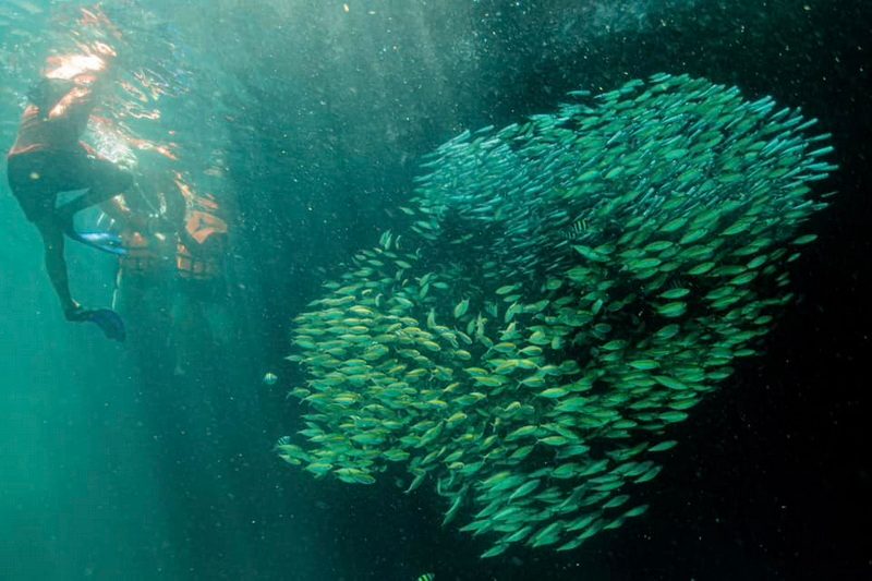 Koh Chueak Marine Life