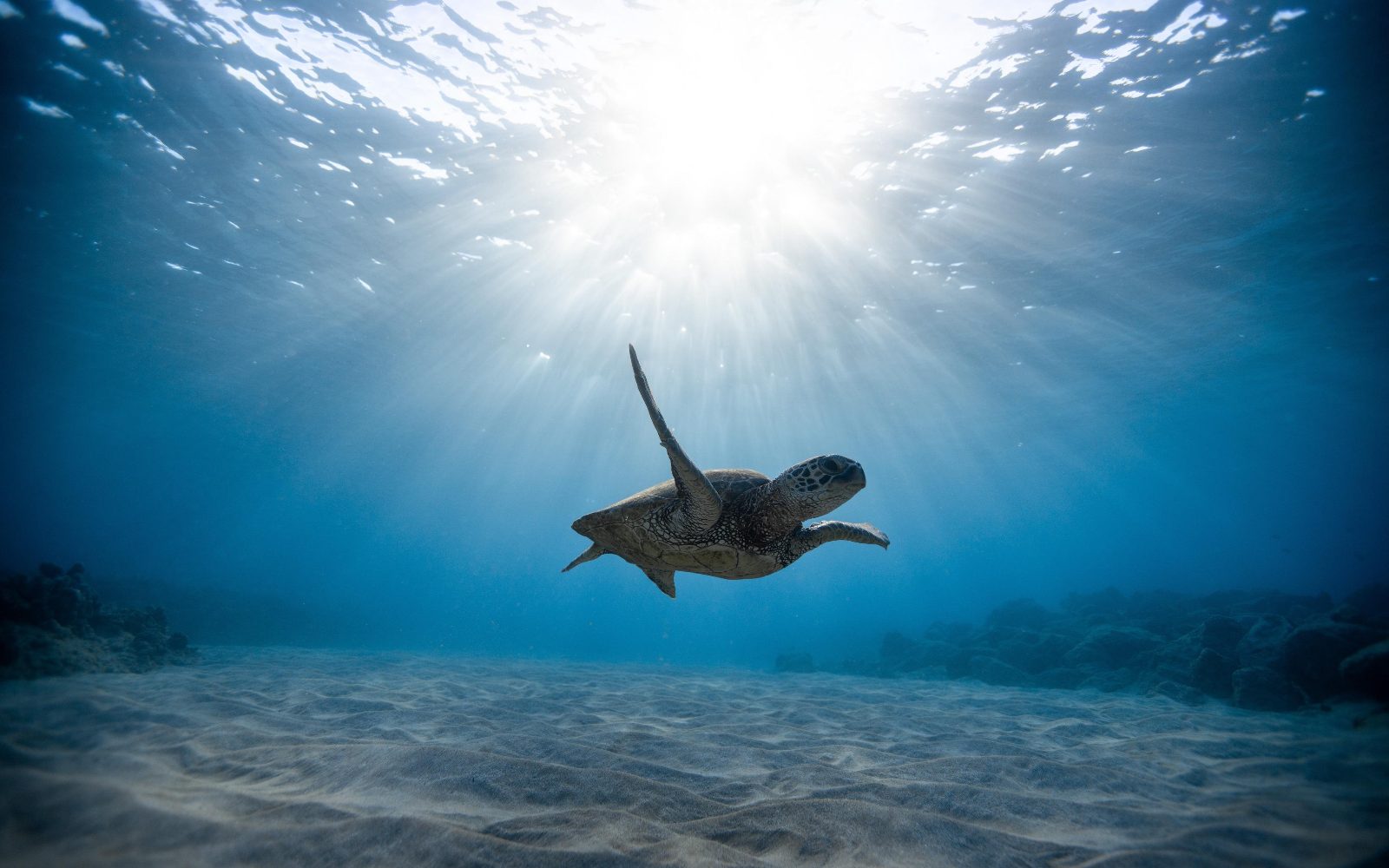 Snorkeling guidato
