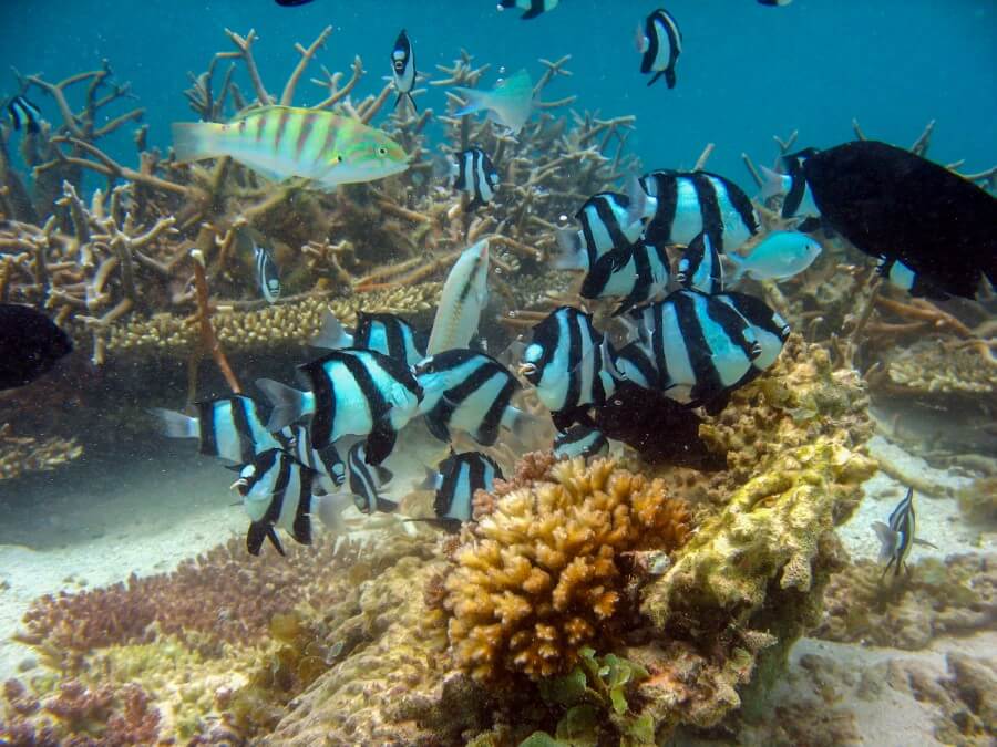 Cerf Island Reef