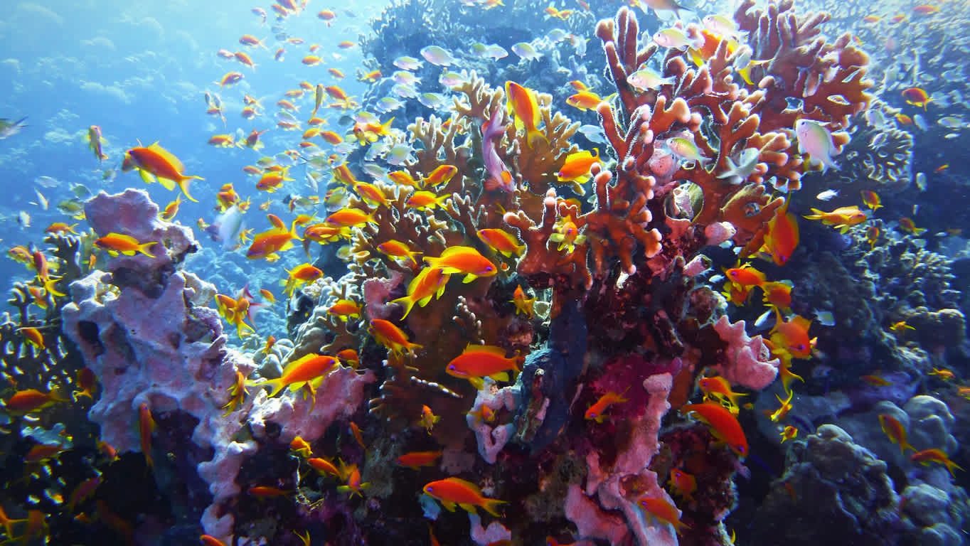 Barriera corallina del Parco Marino di Sainte Anne