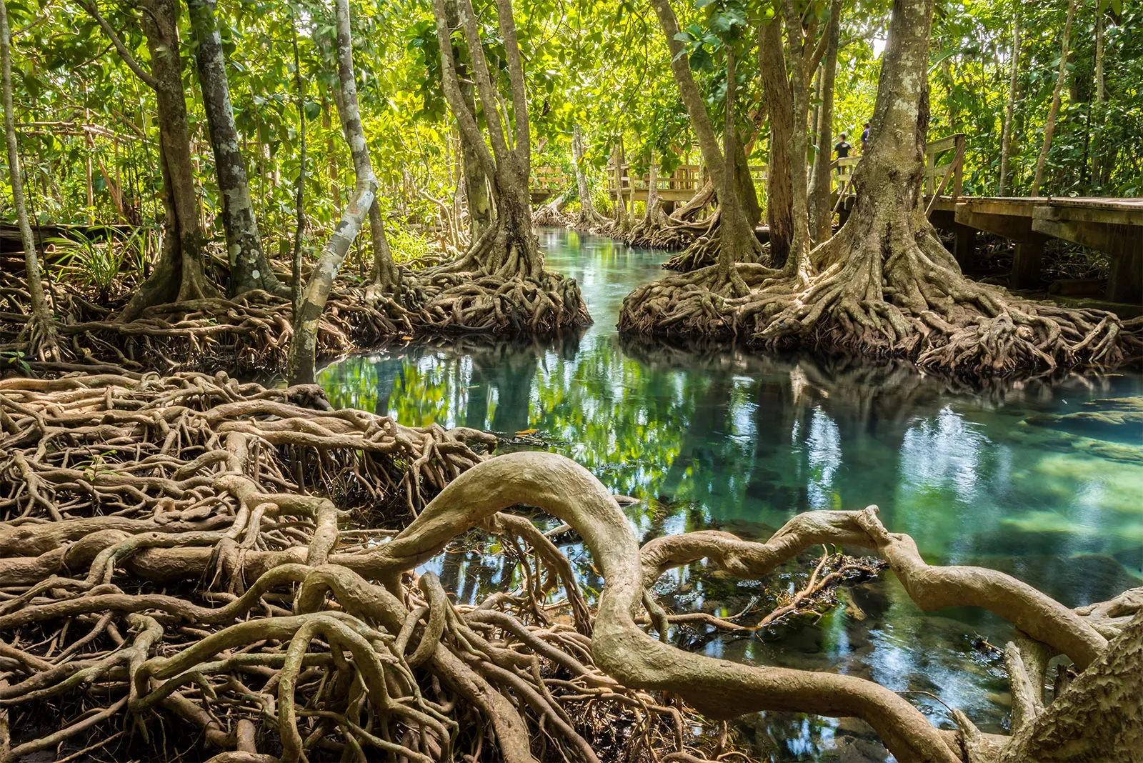 Mangrove Boardwalk