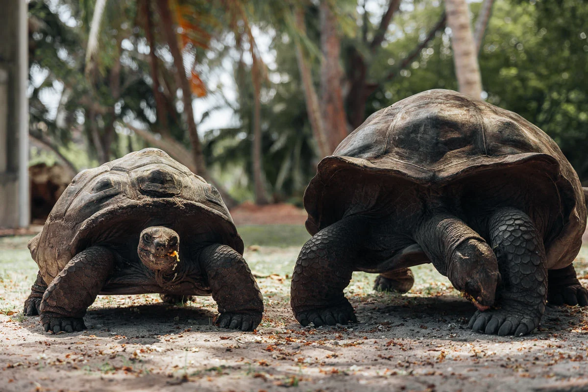 Giant Tortoise Free-Roaming Area