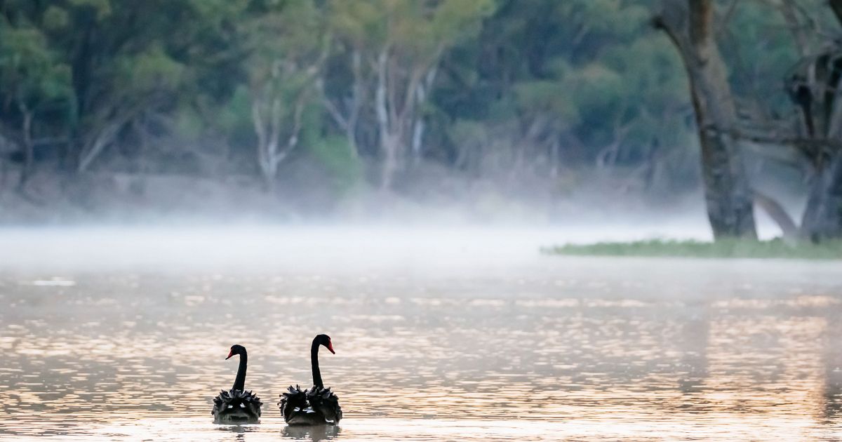 Native Wildlife