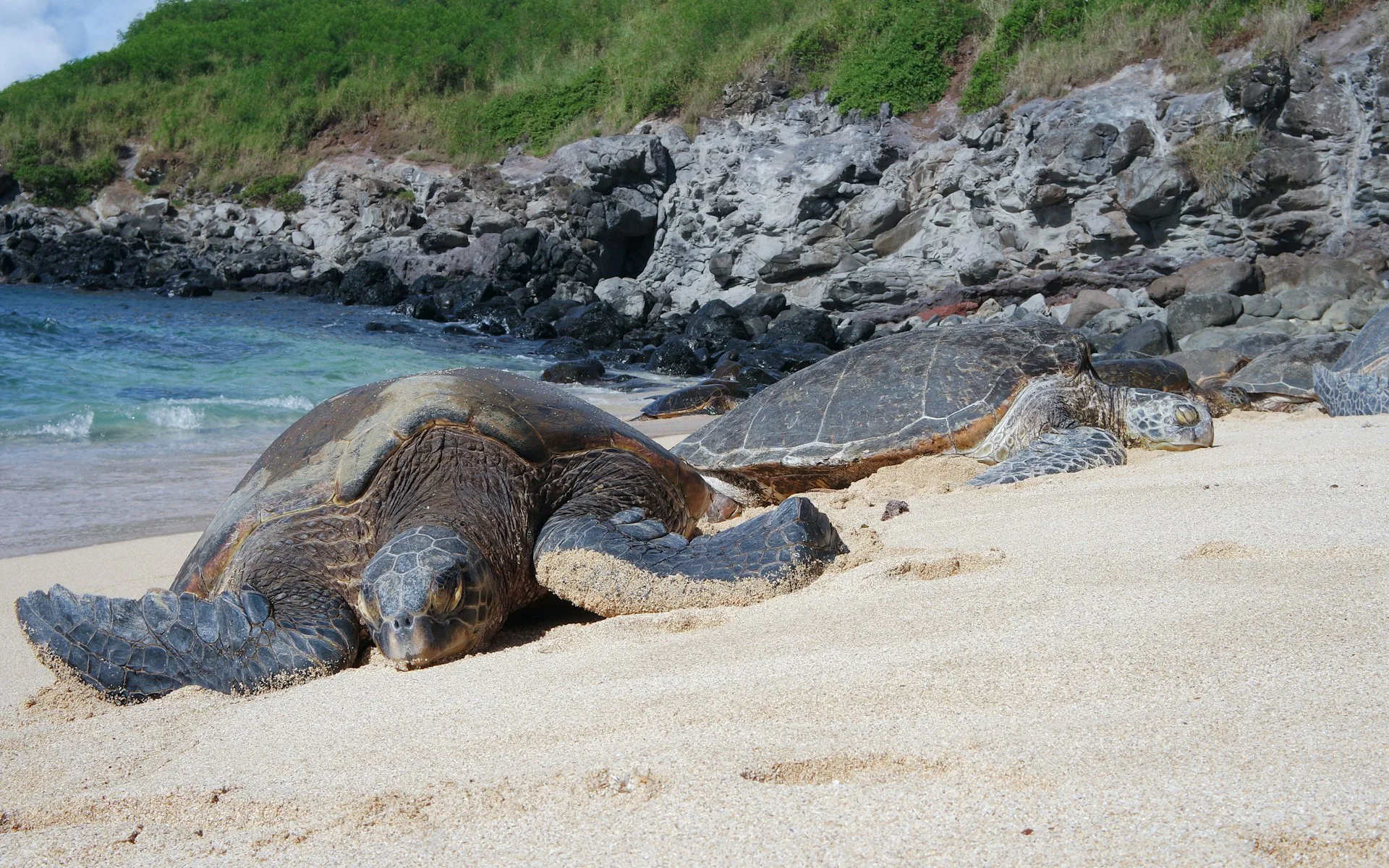 Basking Rocks