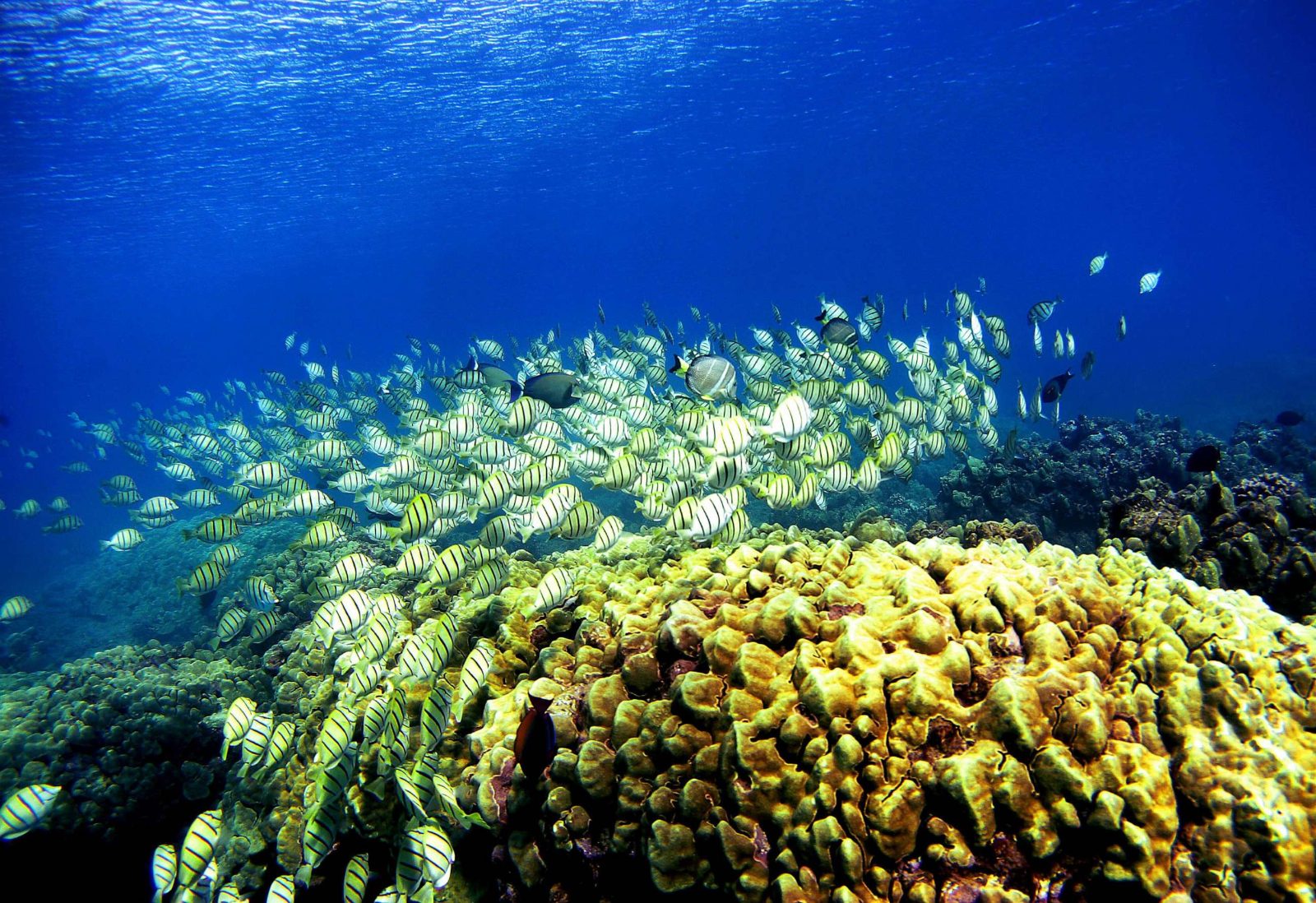 Fish Aggregation Zone