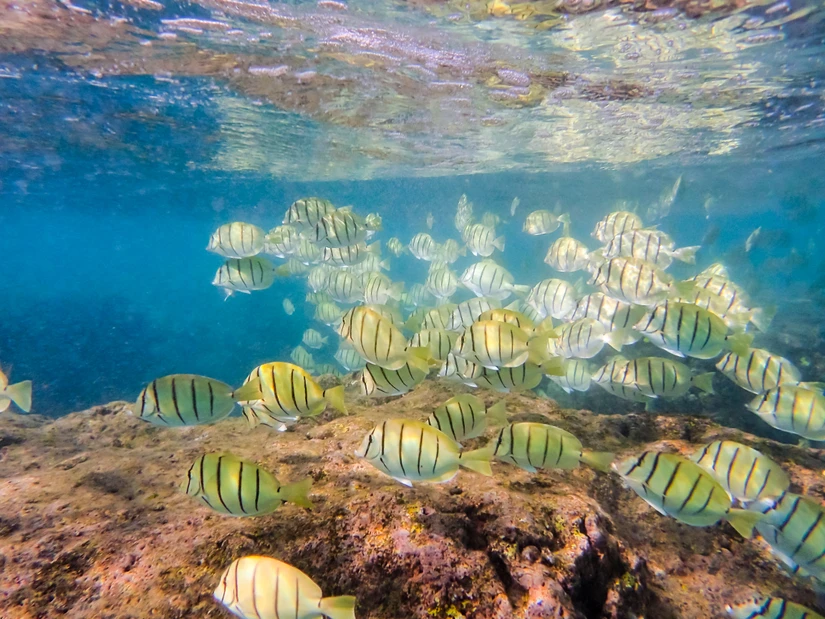 Hanauma Bay Nature Preserve