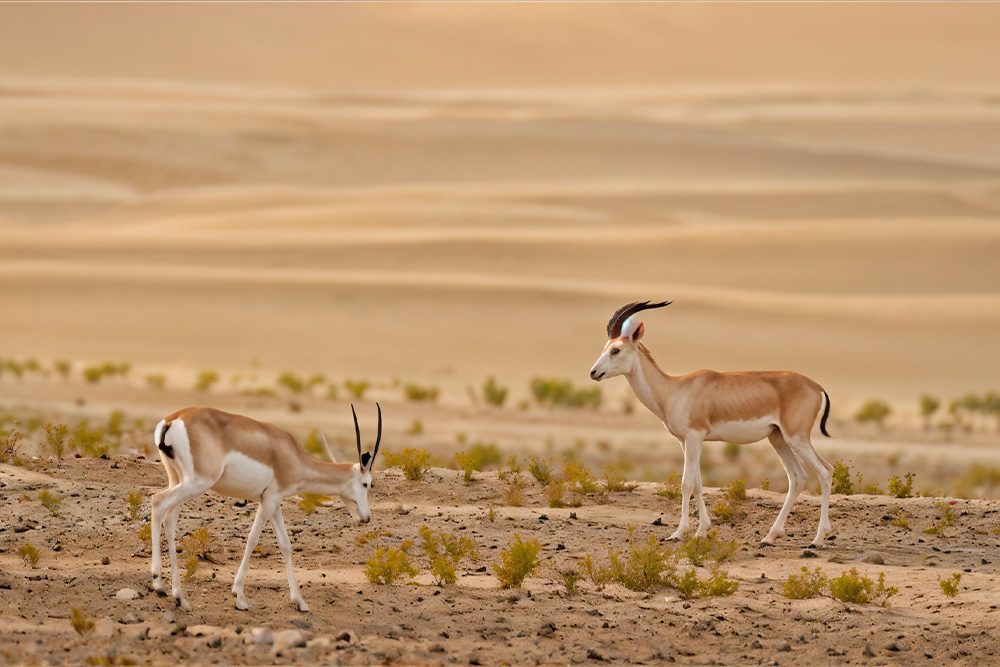 Al Marmoom Boundary Fence Line