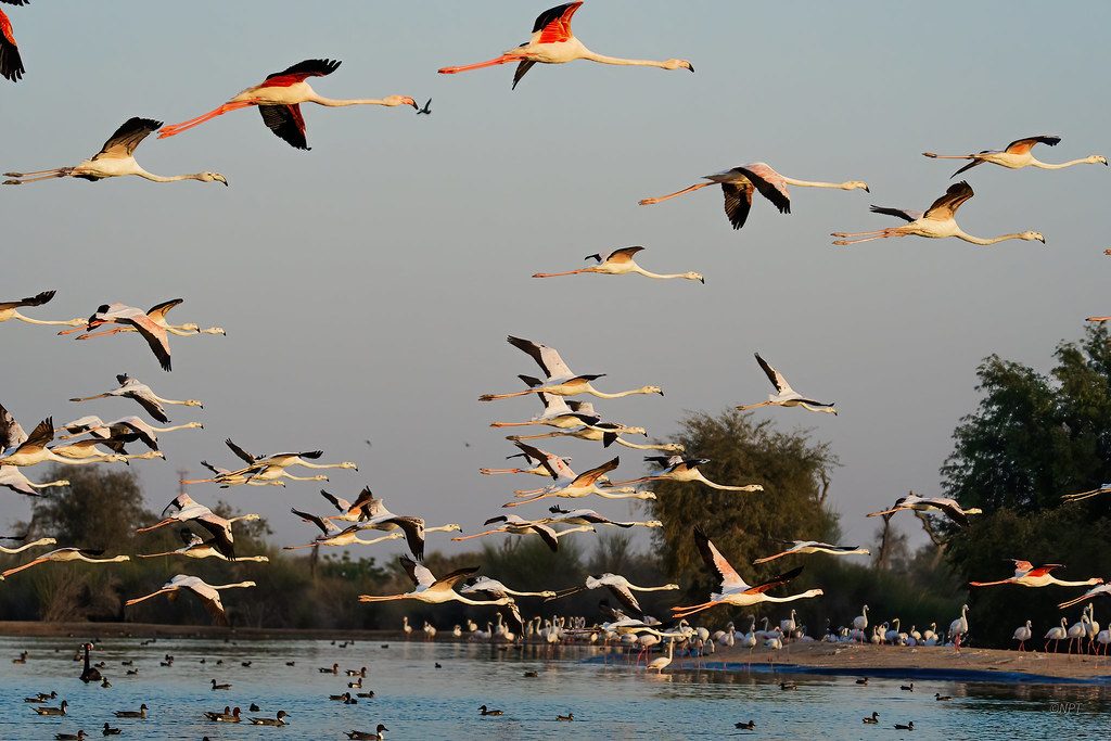 Al Marmoom Desert Conservation Reserve