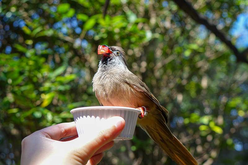 Aviary Walk-Through