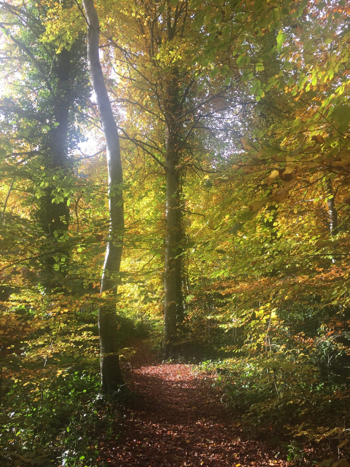 Urquhart Bay Wood