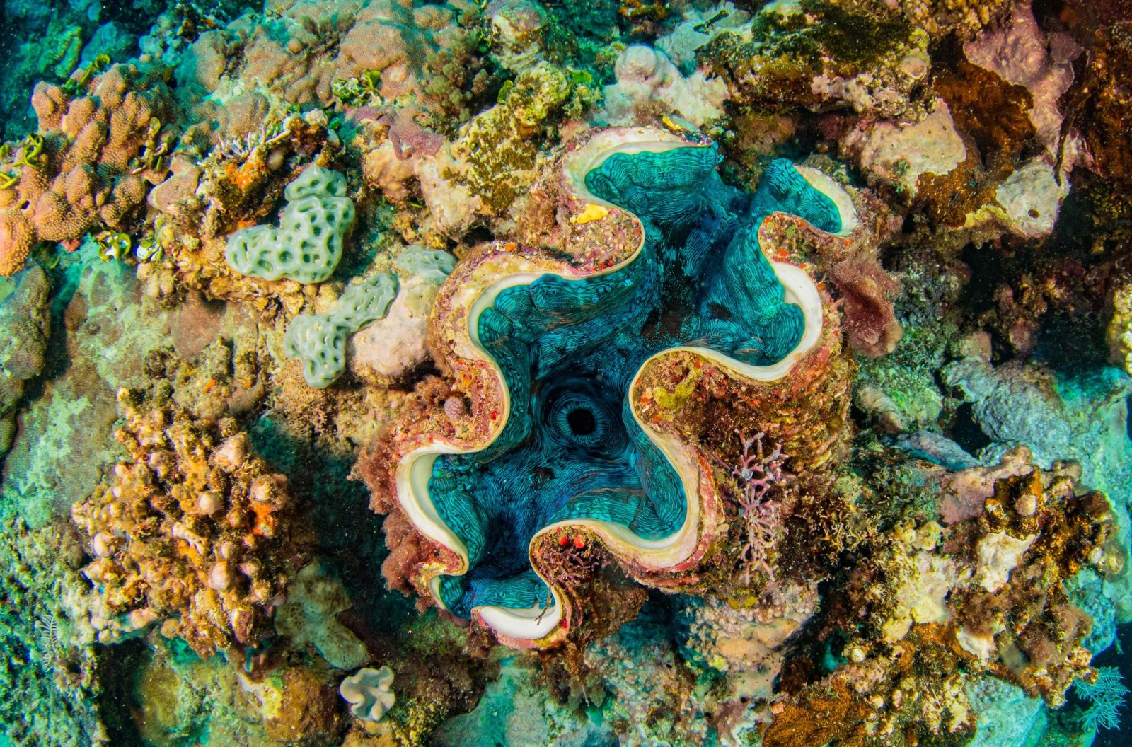 Giant Clam Gardens