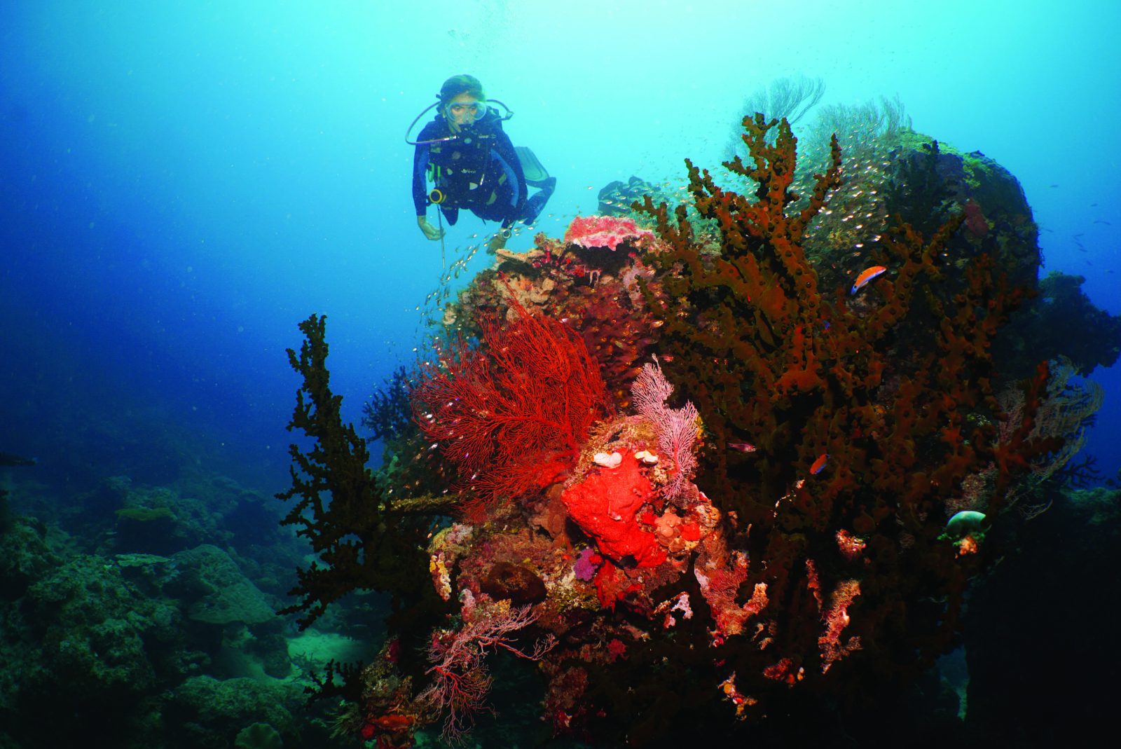 Agincourt Reef Outer Edge