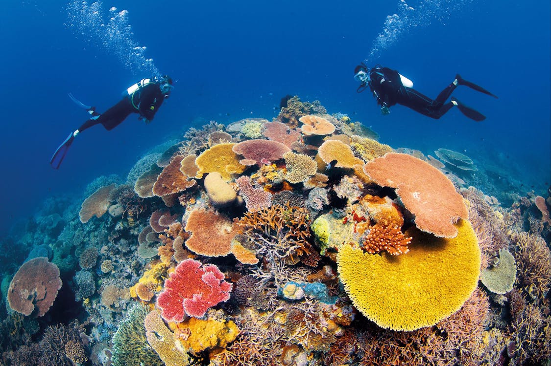 Agincourt Reef