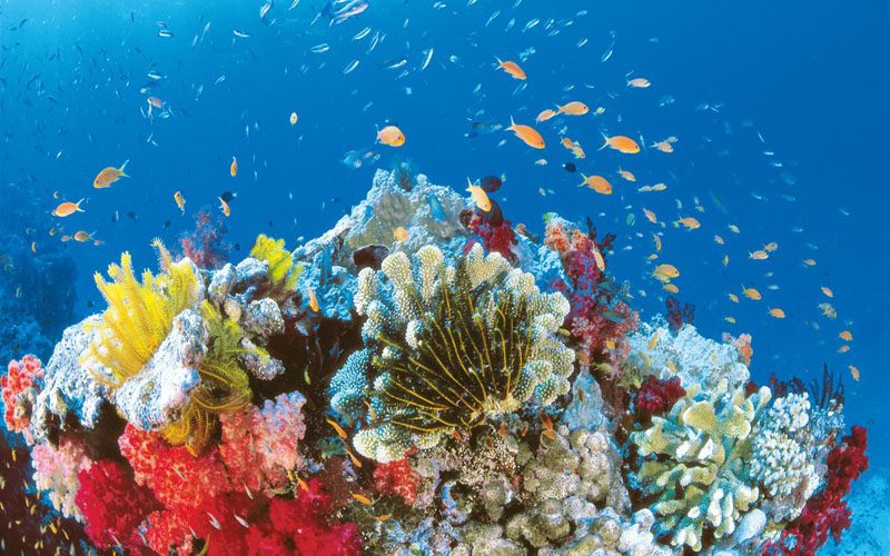 Outer Ribbon Reefs