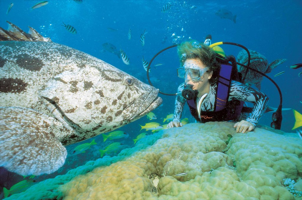 Agincourt Ribbon Reefs