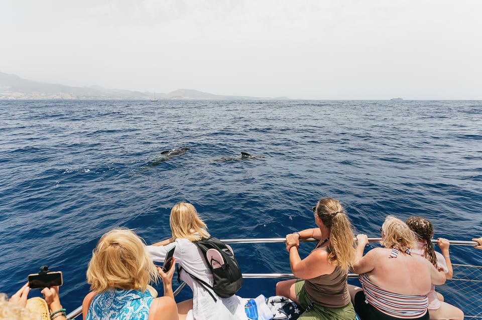 Best Whale Watching Costa Adeje
