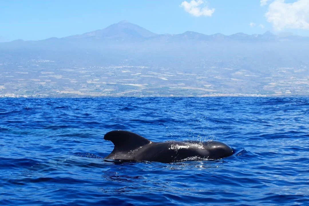 Teno-Rasca Marine Reserve