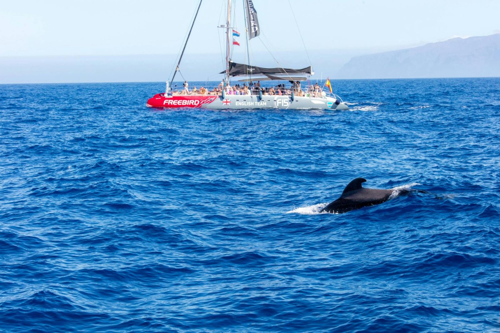 Costa Adeje Whale Watching Catamaran