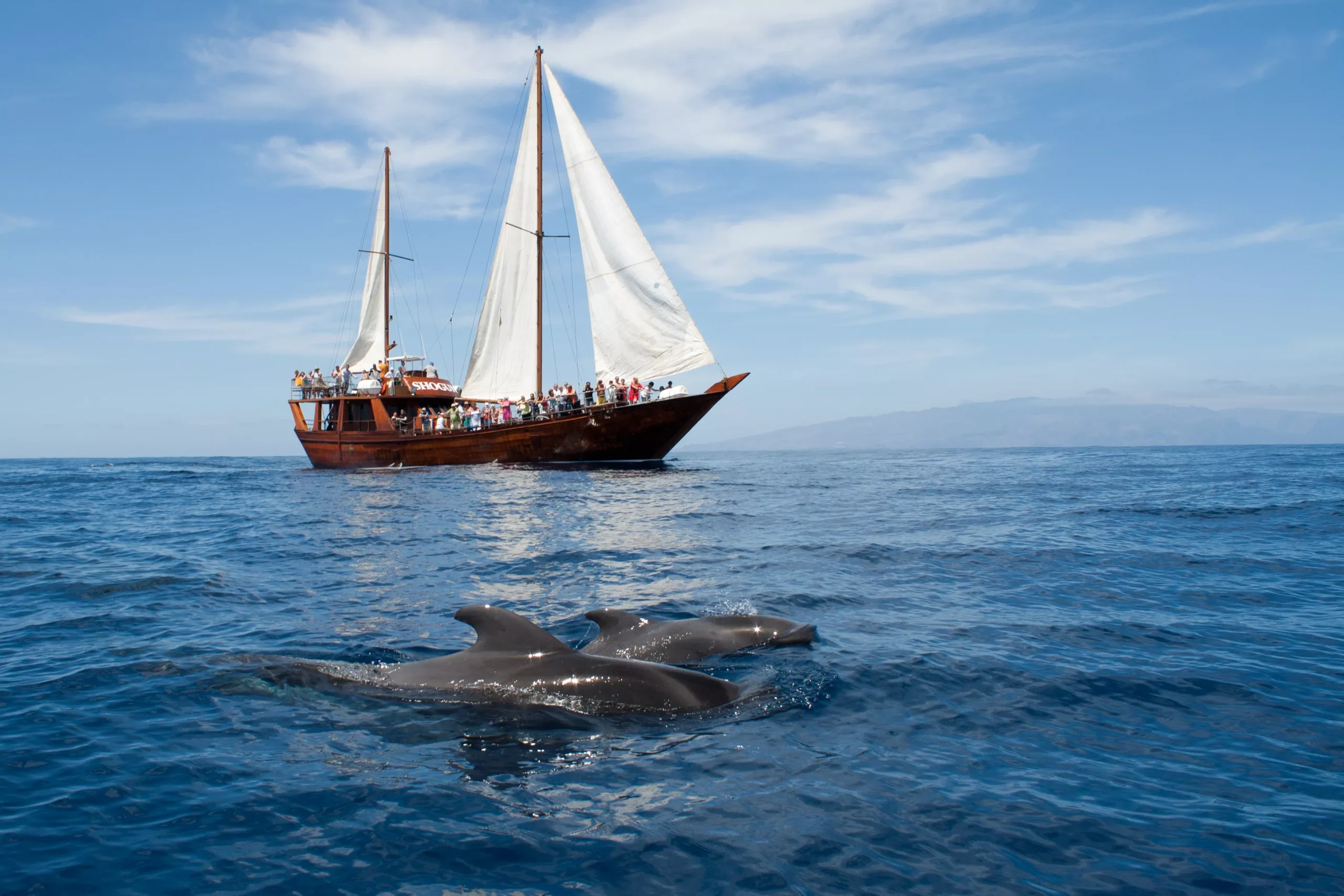Ocean Navigation and Wildlife Spotting