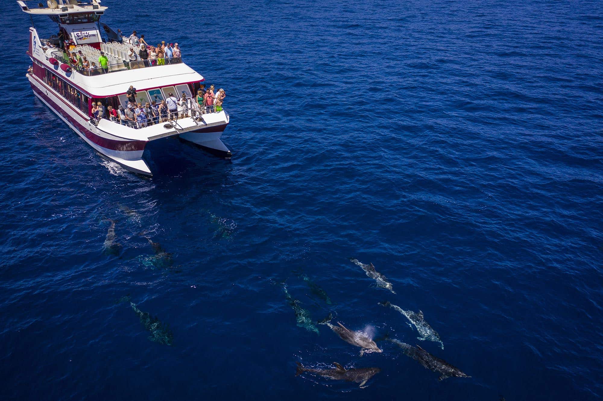 Whale Watching Boat Trip Costa Adeje