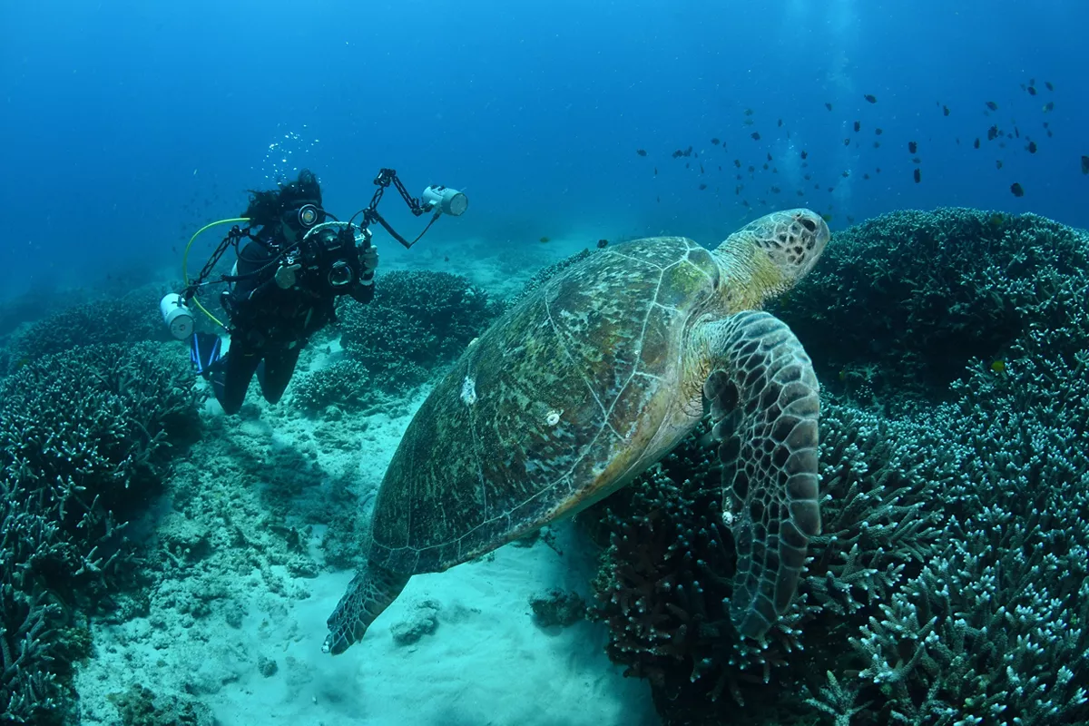 Flinders Reef