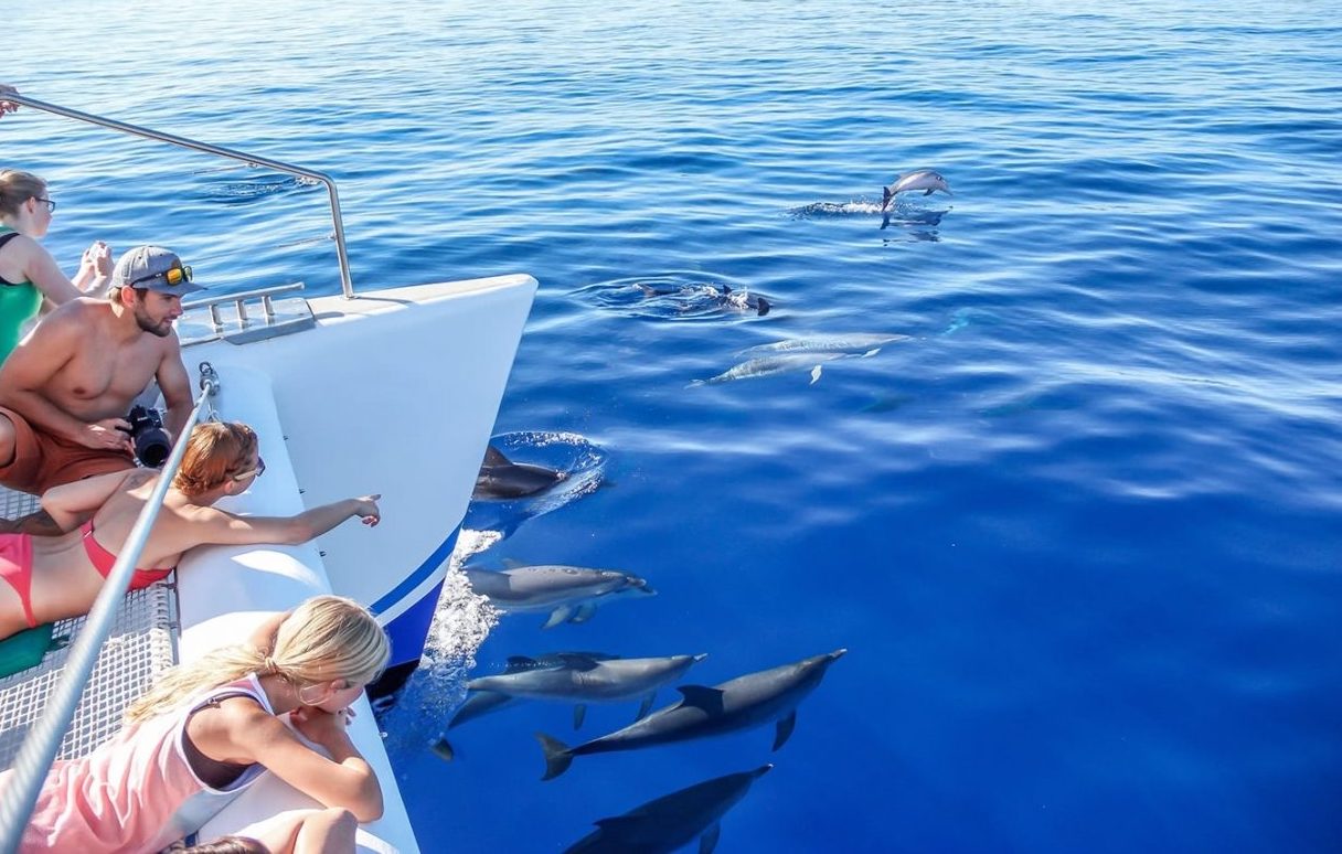 Costa Adeje Whale and Dolphin Watching