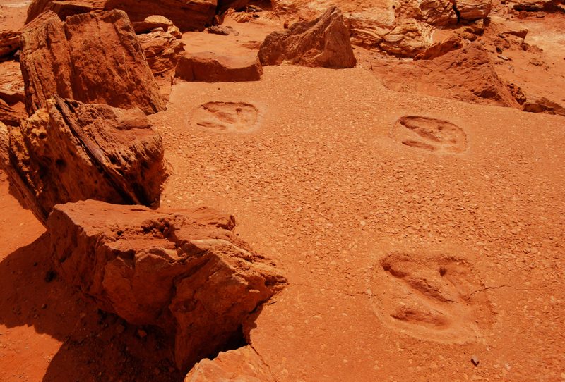 Fossil Trackway Platforms