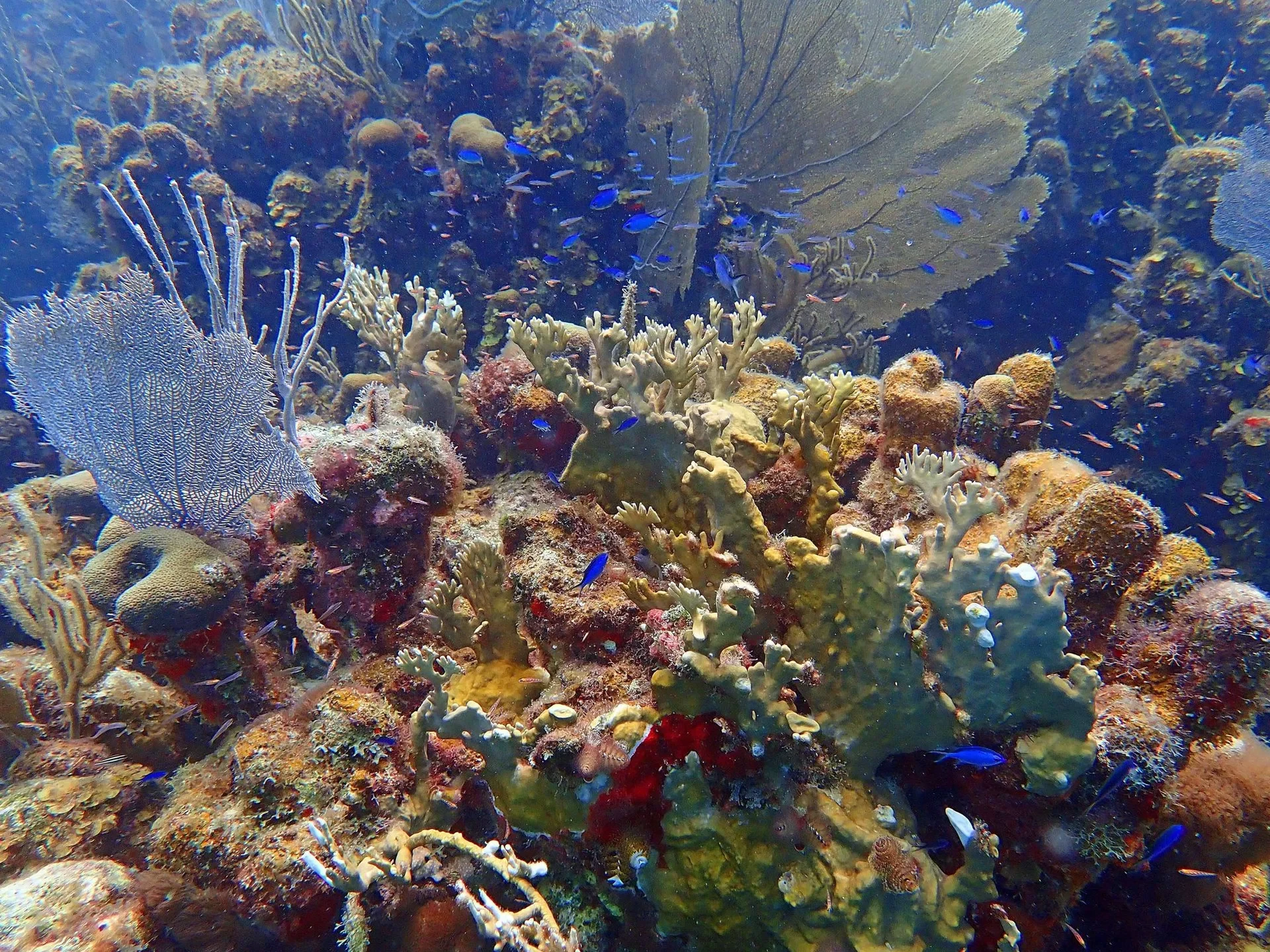 Carlos Rosario Beach