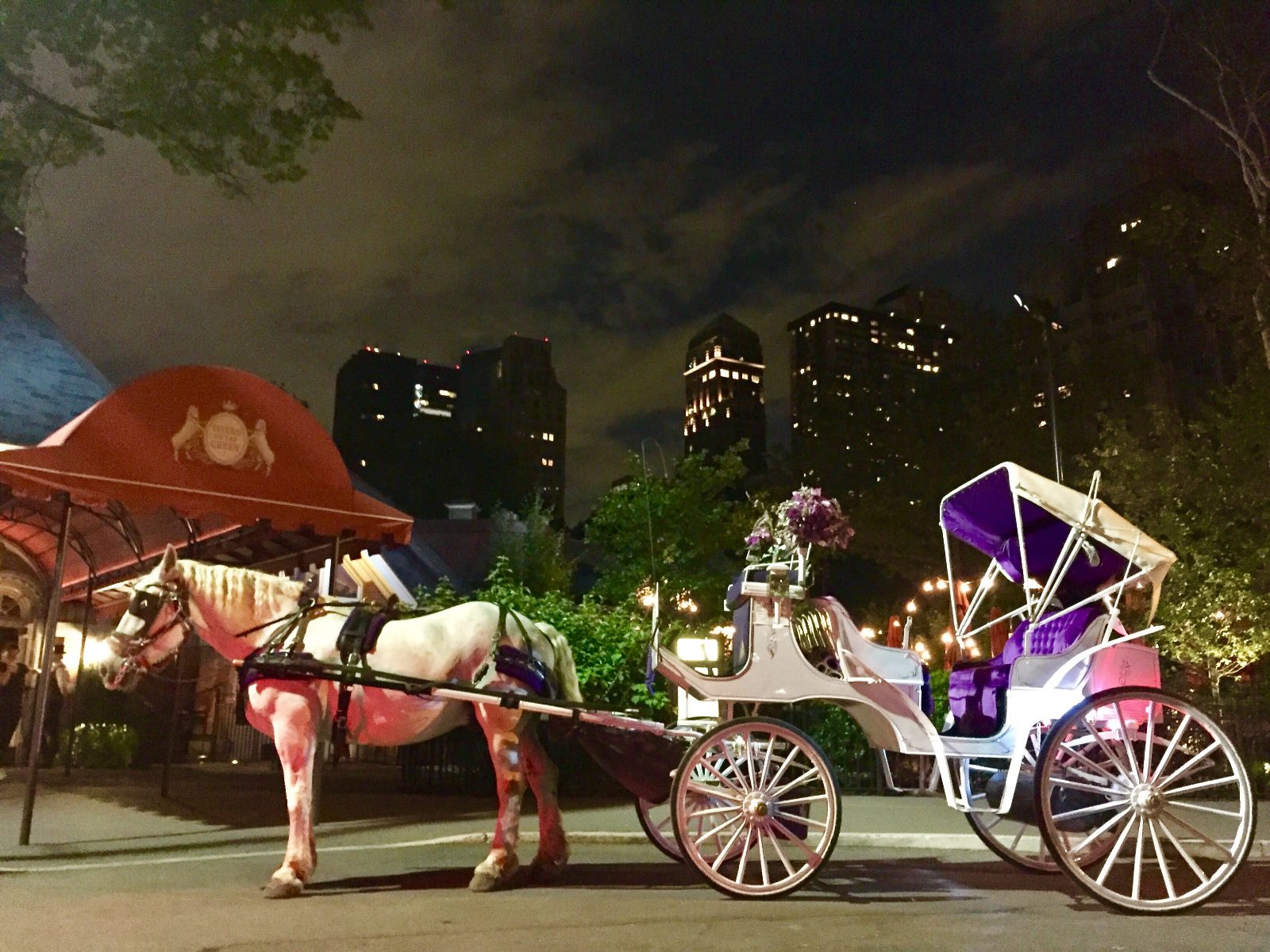 Carriage Ride in Central Park at Christmas