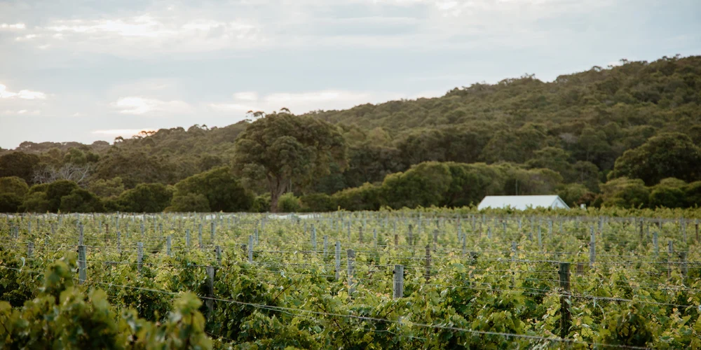 Houghton Wines Vineyard Slope