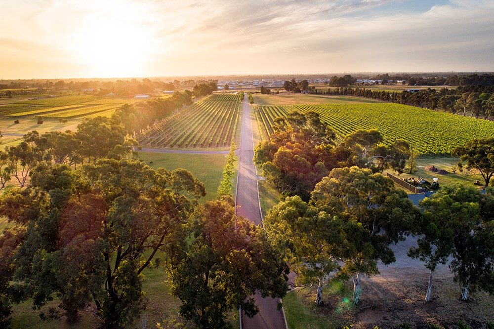 Sandalford Estate Vineyard Rows
