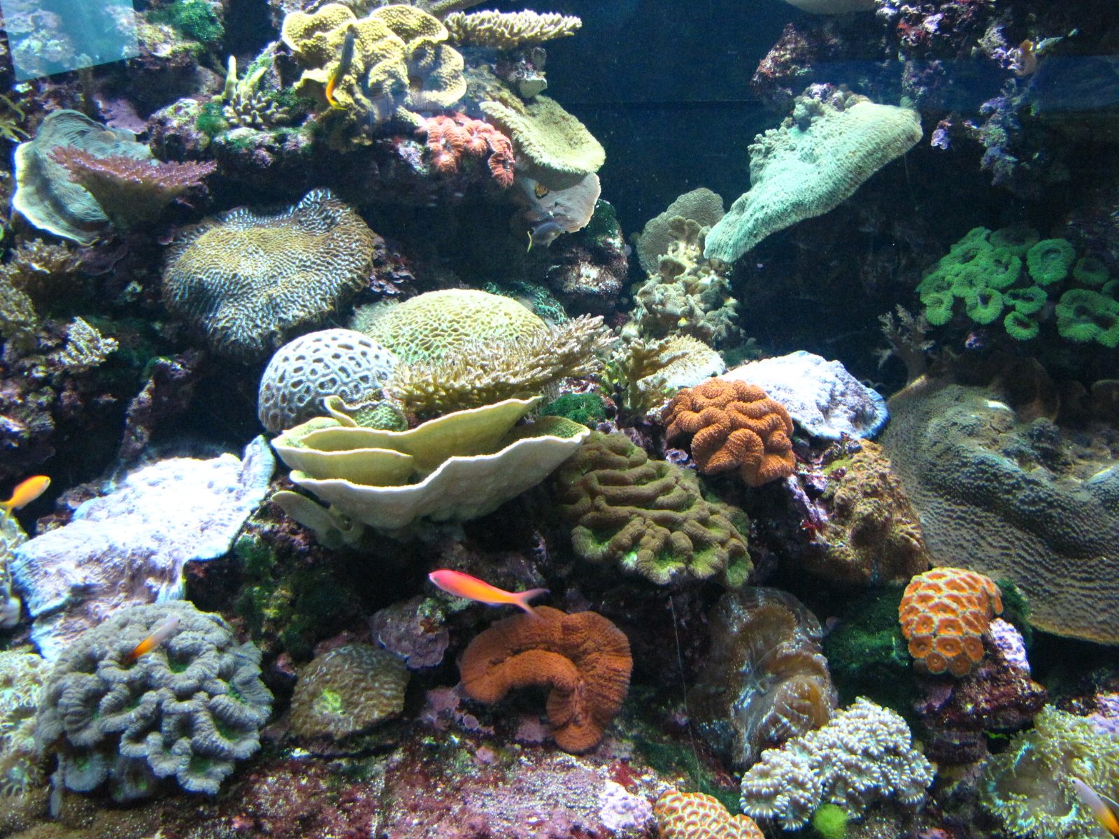 Reef HQ Aquarium