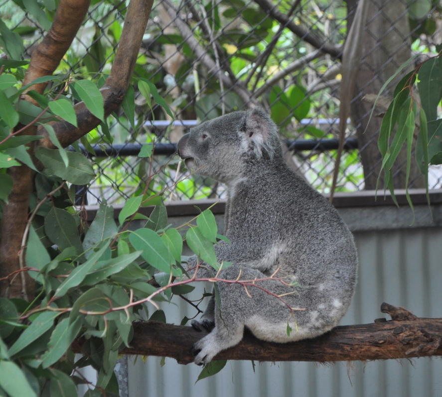 Bungalow Bay Koala Village