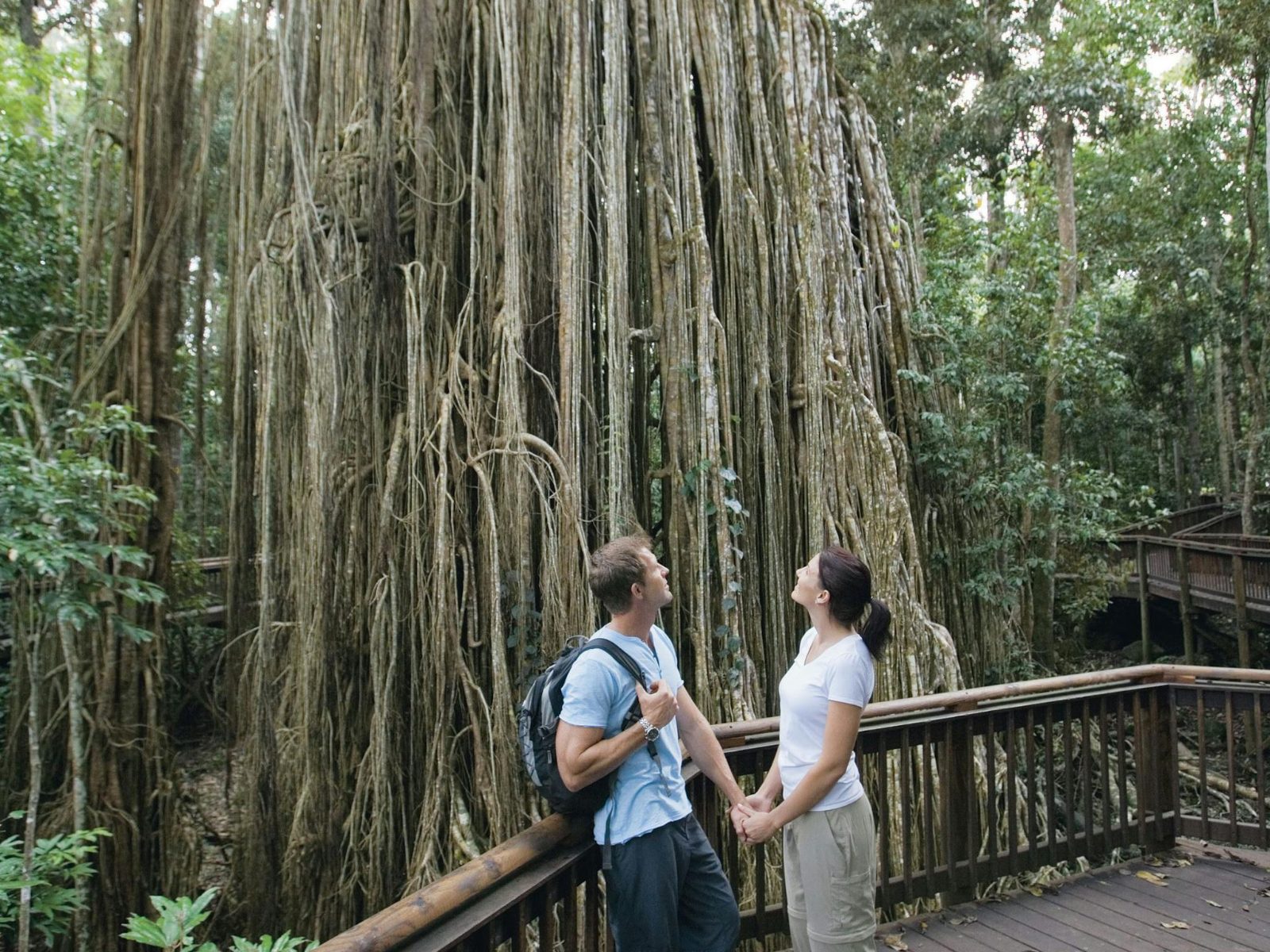 Curtain Fig Tree