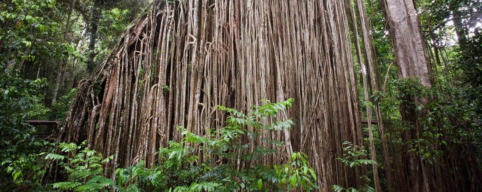 Cathedral Fig Tree