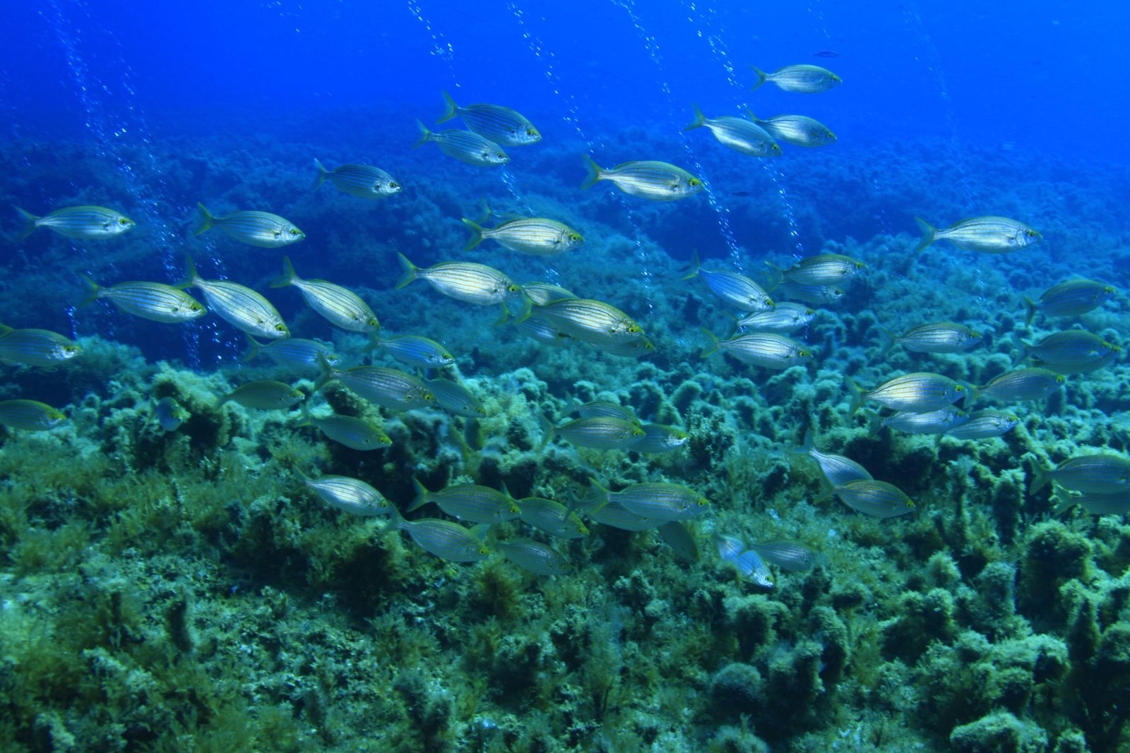 Cominotto Reef