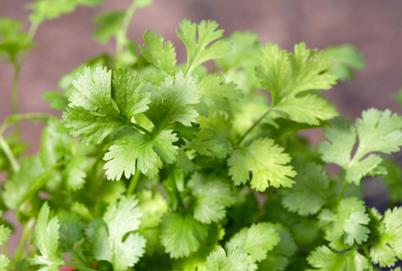 Regional Aromatics