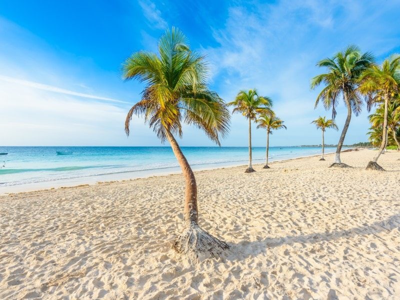 Playa Paraiso Palm Trees
